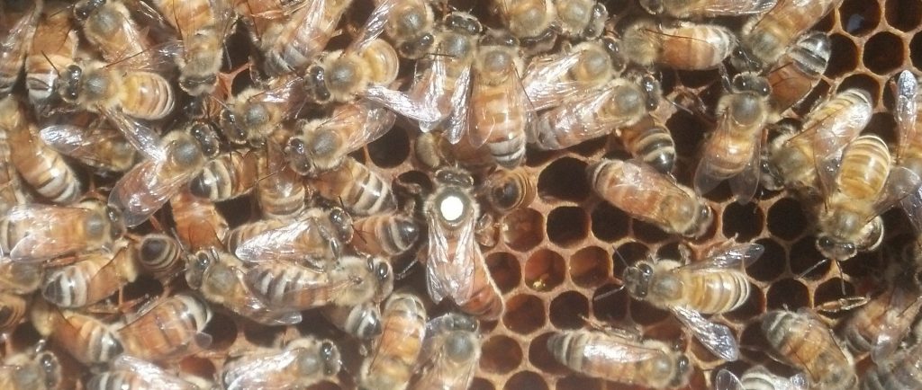 Bees on comb with marked Queen.